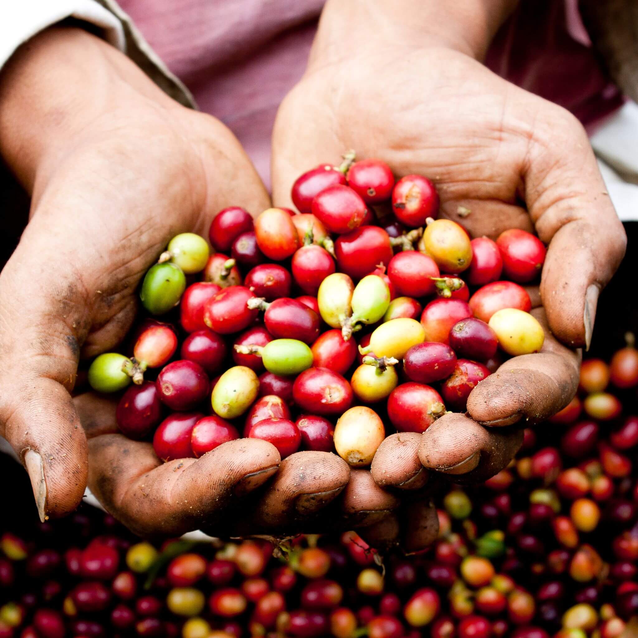 Cultivo sostenible y responsable