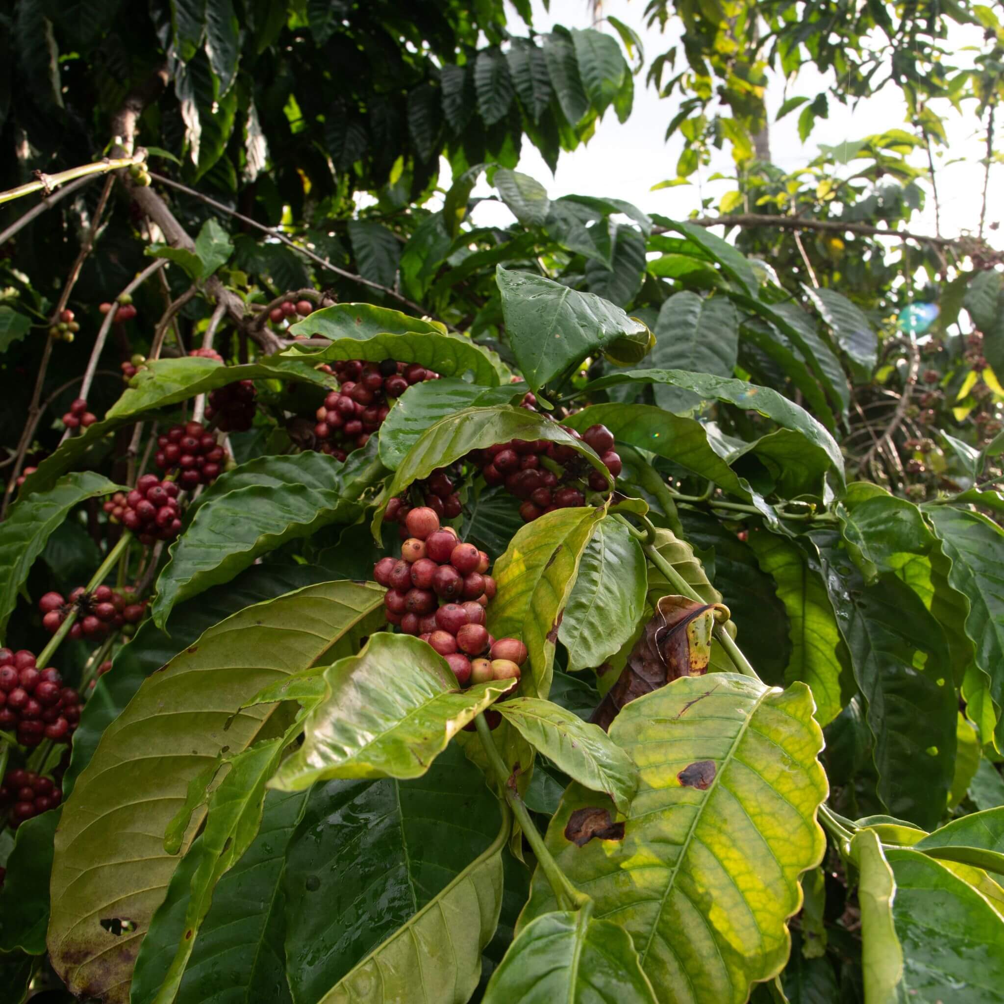 Cultivado por productores locales de Chiapas